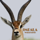 Impala Animal Wallpaper APK