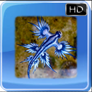 Insects Photo Frames APK