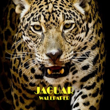 Papier peint Jaguar Animal icône