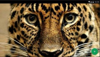 Jaguar Animal Wallpaper स्क्रीनशॉट 2
