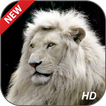 Wild Animal Wallpapers HD
