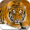 Animal wallpaper
