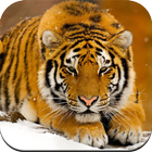 Animal wallpaper আইকন