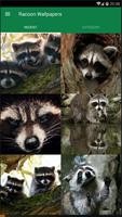 Racoon Animal Wallpaper poster