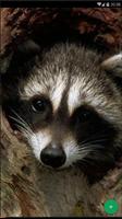 Racoon Animal Wallpaper screenshot 1