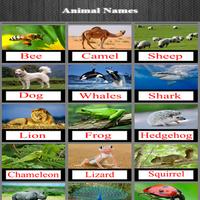 Animal Names Affiche