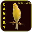 Canary Bird Singing
