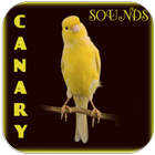 El canto del pájaro canario icono