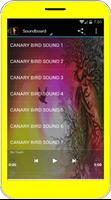 Śpiew ptaków Kanaryjskie plakat