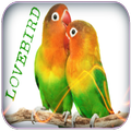 Lovebird Singing