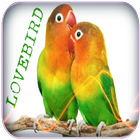 Lovebird Singing icon