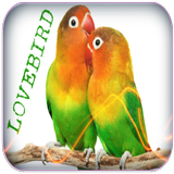 Lovebird Singing icône