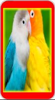 Lovebird Singing screenshot 3