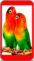 Lovebird Singing poster