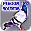 Pigeon звук