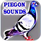 Icona suono Pigeon