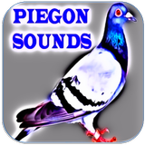 Pigeon звук иконка