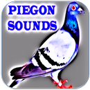 Pigeon Sounds APK