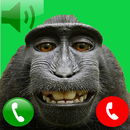 Monkey call APK