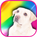 Color Zoo APK