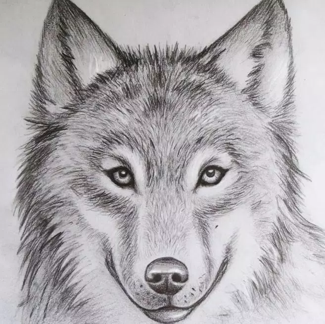 Animal Drawing Ideas APK for Android Download Animal Drawing Ideas APK for Android Download