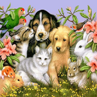 Animal Group Live Wallpaper icône