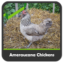Ameraucana Chickens APK