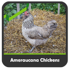 Ameraucana Chickens icône
