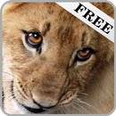 Sounds of animals APK