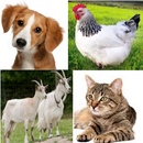 die Geräusche von Tieren für Kinder (6-12) APK