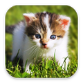Animals Wallpaper