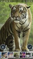 Animals Wallpapers 포스터