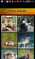 Funny Animals Plakat