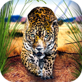 Wild Leopard: African Animal Survival