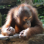 Animals Muddle Puzzle