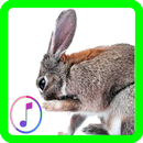 Rabbit sounds APK