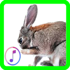 Rabbit sounds icône