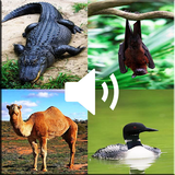 Animal Sounds - Nature icône