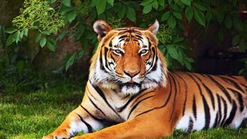 Tiger Wallpapers ảnh chụp màn hình 1