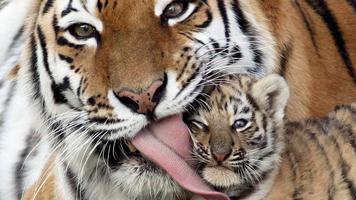 Tiger Wallpapers ภาพหน้าจอ 2