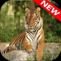 Tiger Wallpapers ภาพหน้าจอ 3