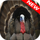 Turkey Wallpapers APK