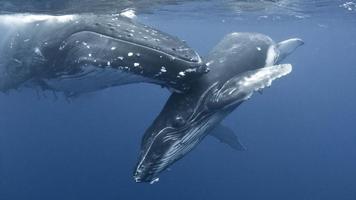 Whale Wallpapers syot layar 2