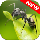 Ant Обои APK