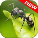 Ant Wallpapers🐜 - Insects Wallpaper-APK