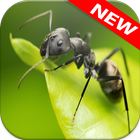 Ant Wallpapers آئیکن
