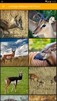 Antelope Wallpaper HD Phone 포스터