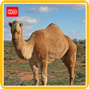 Camel Wallpaper HD Phone APK