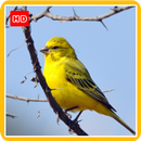 Canary Wallpaper HD Phone APK