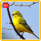 Canary Wallpaper HD Phone simgesi